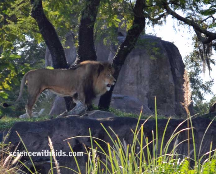Animal Kingdom lion