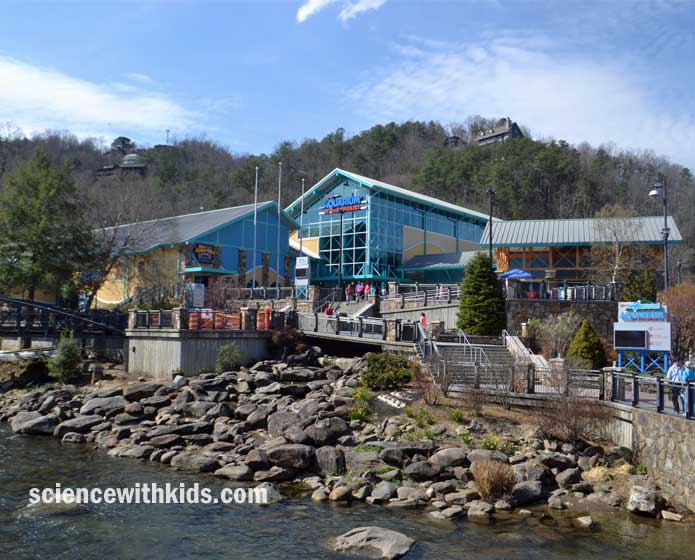 aquarium of the smokies Gatlinburg TN