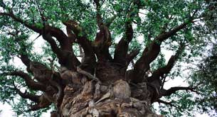 Animal Kingdom Tree