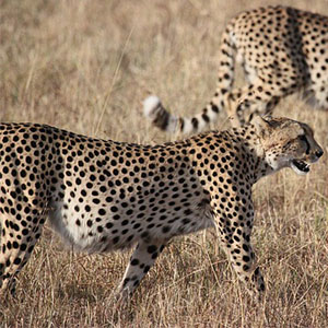 cheetah animal facts