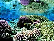 coral reef facts