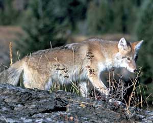 coyote habitat photo