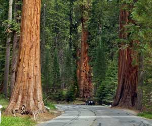evergreen - giant sequoia