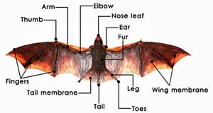 parts of a bat