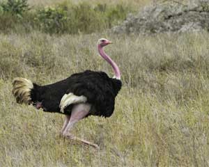 facts about ostriches