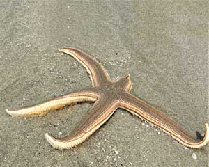 starfish missing an arm
