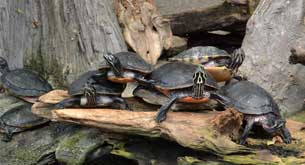 reptile facts turtles