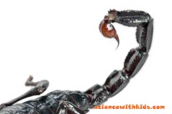 Scorpion facts - scorpion tail