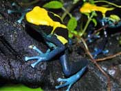 facts about poison dart frogs