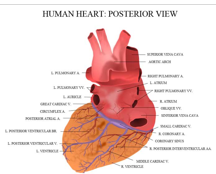 human heart pictures for kids