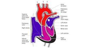 the human heart labeled for kids