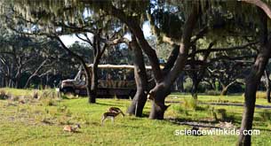 Animal Kingdom Kilimanjaro Safaris