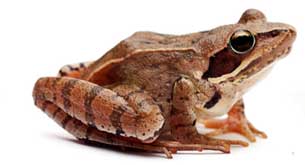 amphibian facts - frog