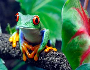 Animal facts - amphibian facts