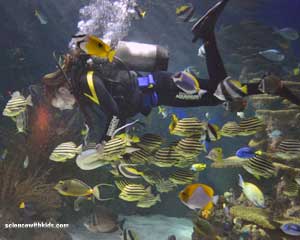 Feeding time at one of the tanks in the Aquarium