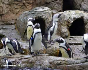 Aquarium of the Smokies Penguins