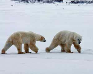 arctic polar bears