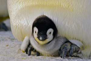 baby penguin image