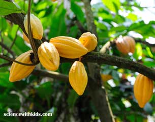 cacao beans on a cacao plant