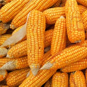 Corn Facts