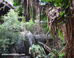 Discovery Place rainforest