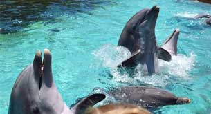 facts about dolphins