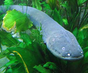 Electric Eel Underwater