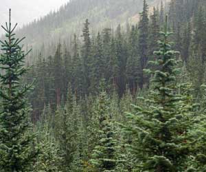 Facts about Evergreen Trees | Sciencewithkids.com