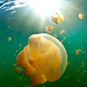jellyfish at surface