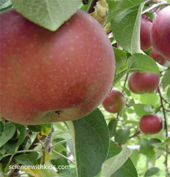 facts about apple trees