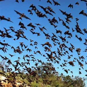 facts about bats