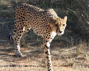 Cheetah camouflaged in the grassland