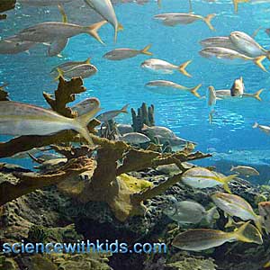 coral reef facts