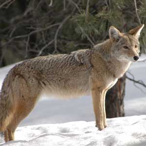 Coyote Facts