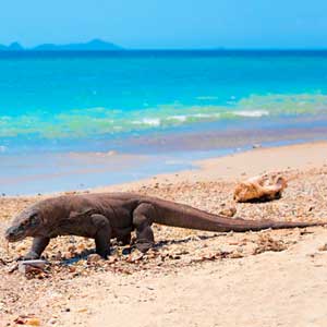 facts about Komodo Dragons