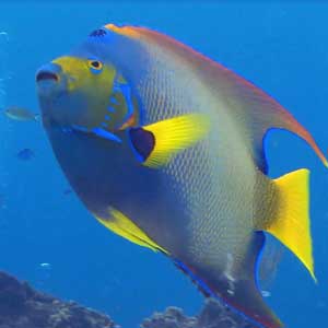 Fish Facts for Kids  Learn Important Terms and Concepts