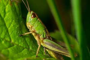 grasshopper facts