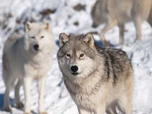 wolf pack