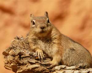 ground squirrel facts