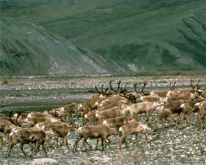herd of reindeer