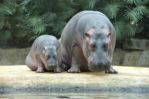 hippo poop