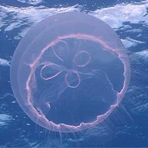 facts about jellyfish