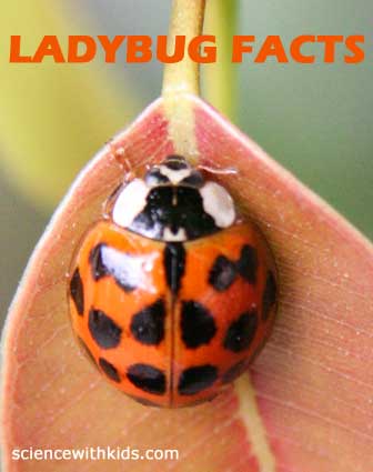 Facts about lady bugs