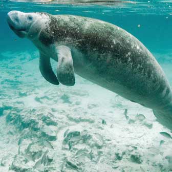 manatee facts dugong facts