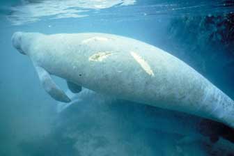 manatee injured by boat propeller
