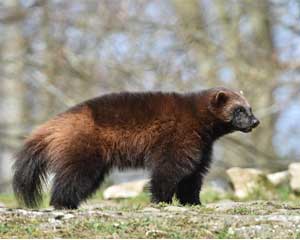 Facts about Wolverines 