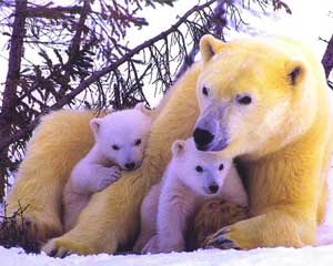 mother polar bear