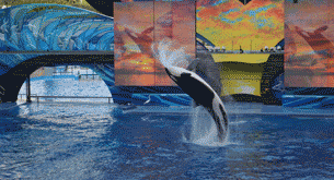 orca whale