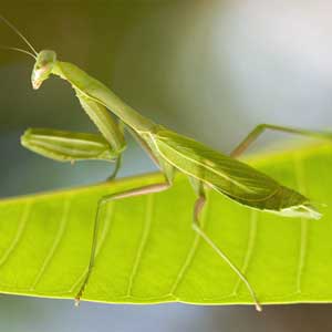 praying mantis facts