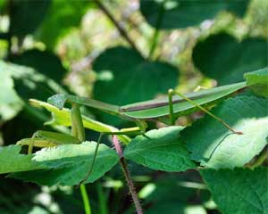 Praying mantis hiding in plant